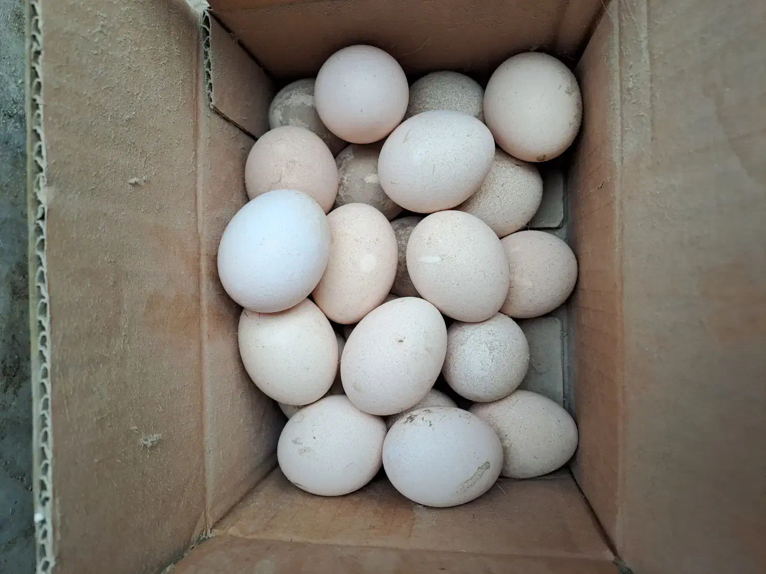 تخم مرغ لاری|حیوانات مزرعه|خان ببین, |دیوار