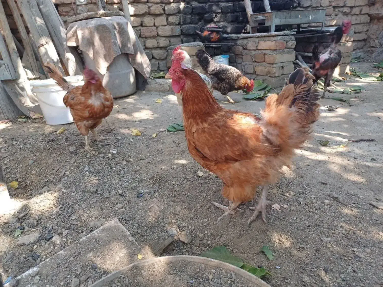 مرغ|حیوانات مزرعه|زند, |دیوار