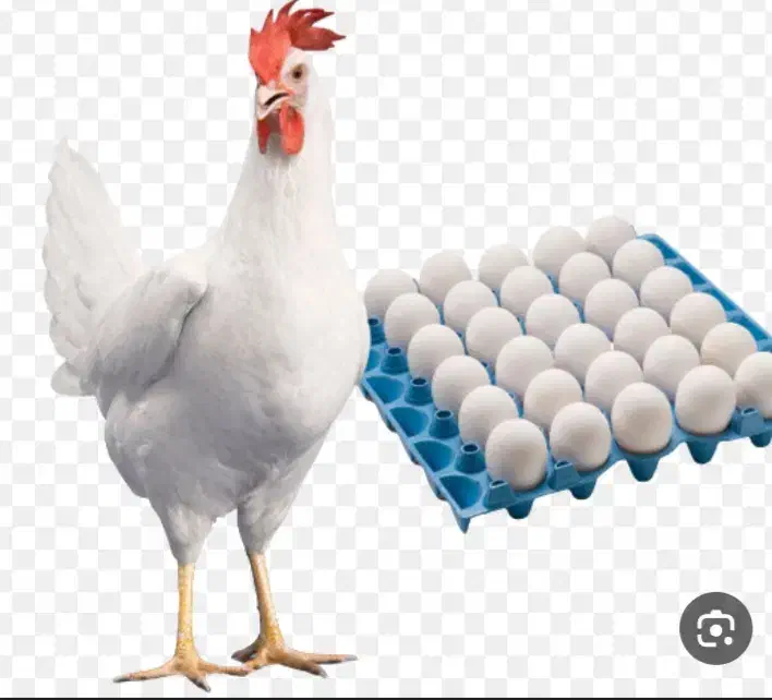 فروش مرغ تخم گزار|حیوانات مزرعه|تخت سلیمان, |دیوار