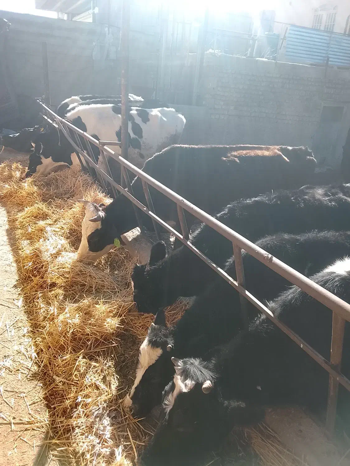 باسلام‌گاوگوساله|حیوانات مزرعه|مرودشت, مجد آباد|دیوار