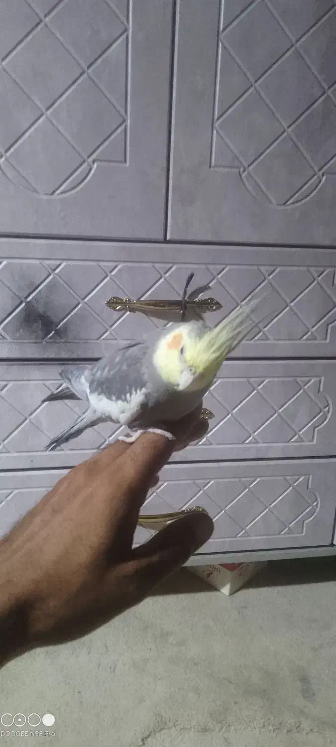 عروس هلندی|پرنده|میناب, |دیوار