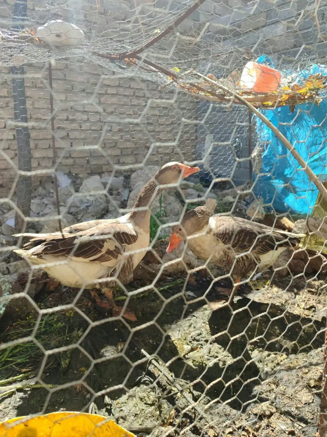 فروش غاز|حیوانات مزرعه|داراب, |دیوار