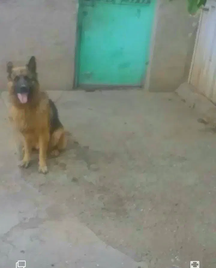 سگ ژرمن شپرد اصیل|سگ|قزوین, |دیوار