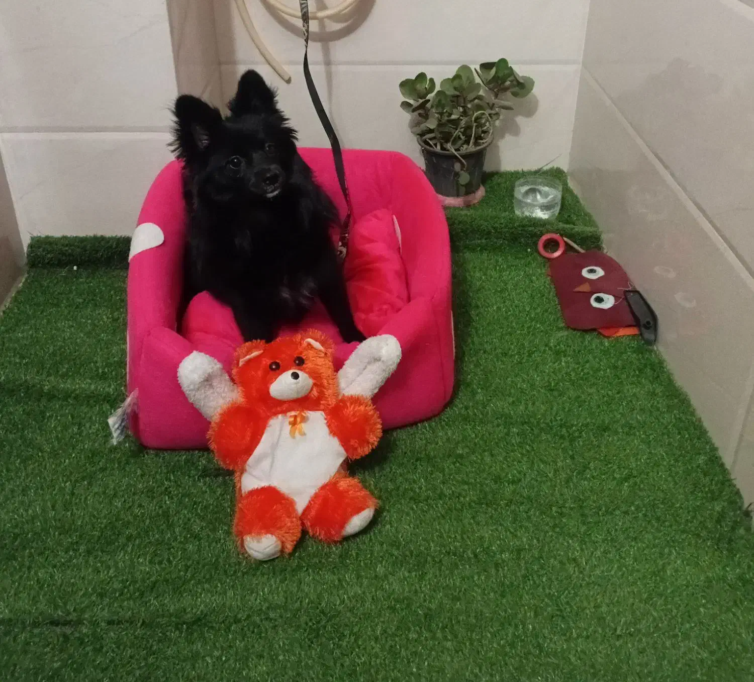 سگ پامر|سگ|خاوران, |دیوار