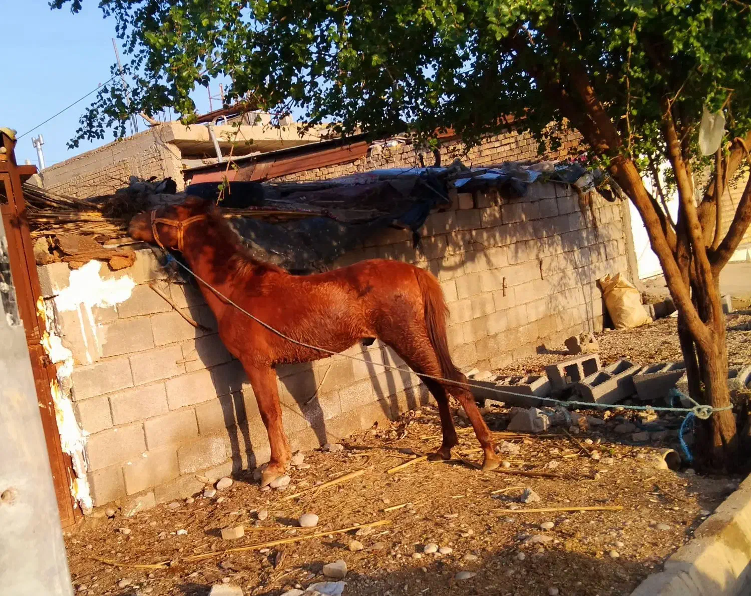 اسب|اسب و تجهیزات اسب‌سواری|دزفول, |دیوار