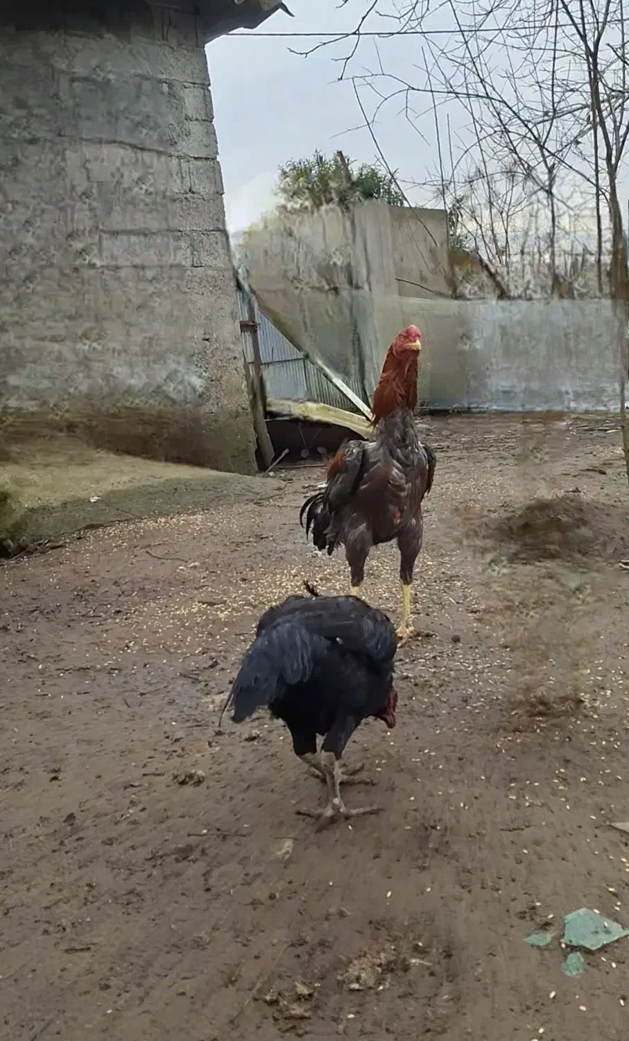 خروس لاری|حیوانات مزرعه|رشت, شکار اسطلخ|دیوار