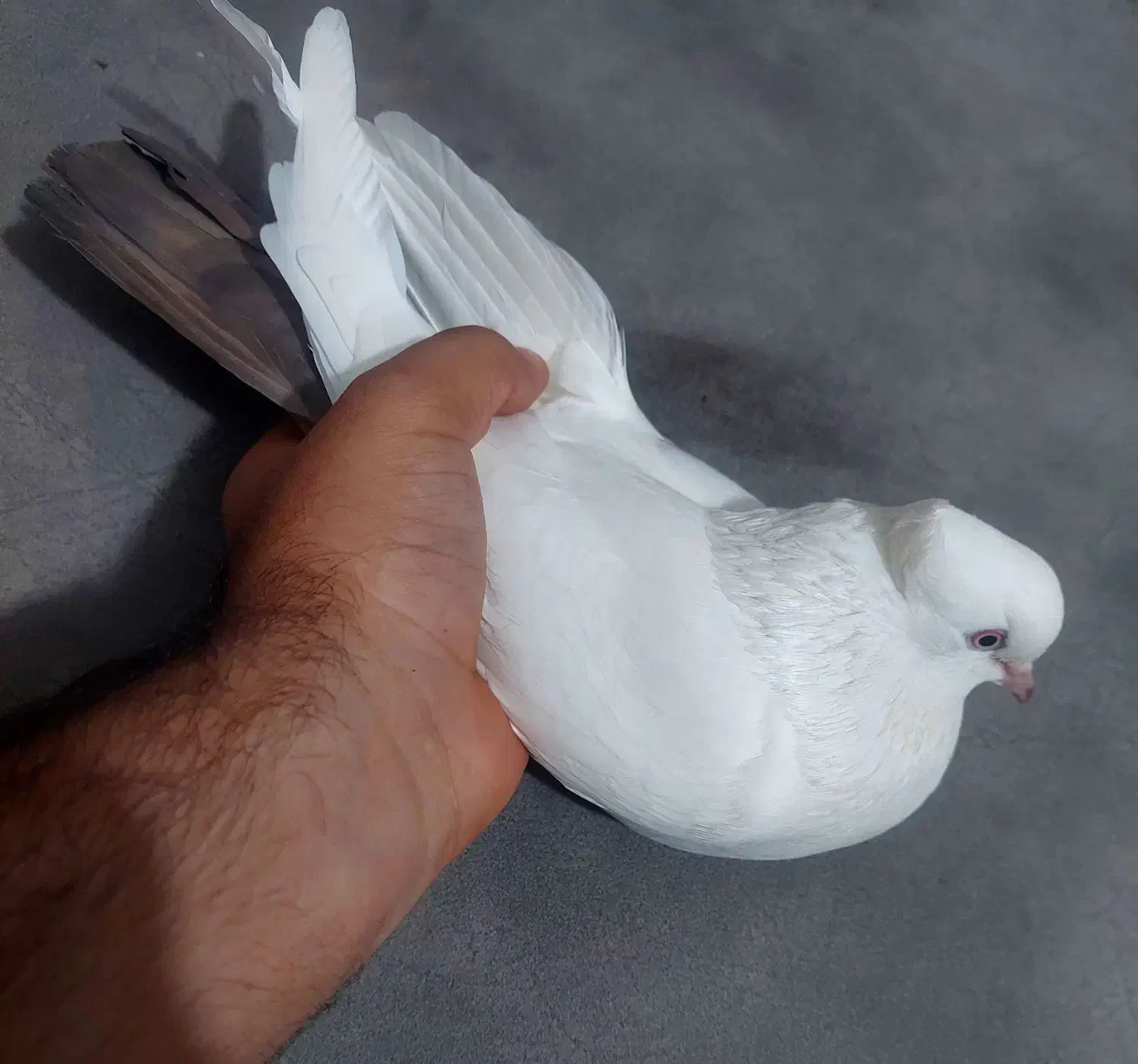 پرنده کله ای سور دومبی|پرنده|کهنوج, |دیوار