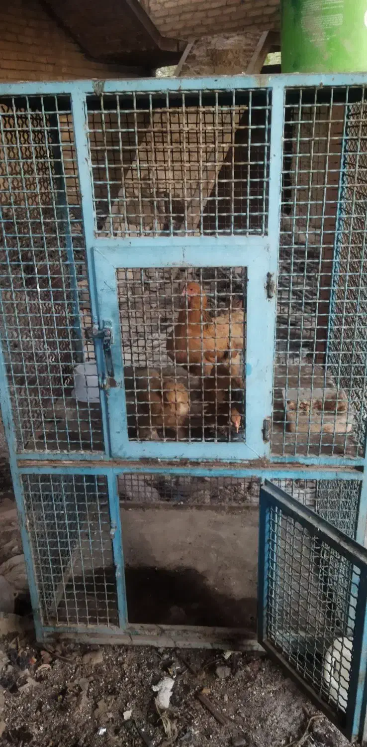 قفس اهنی|لوازم جانبی حیوانات|پاکدشت, پاکدشت (مامازند)|دیوار