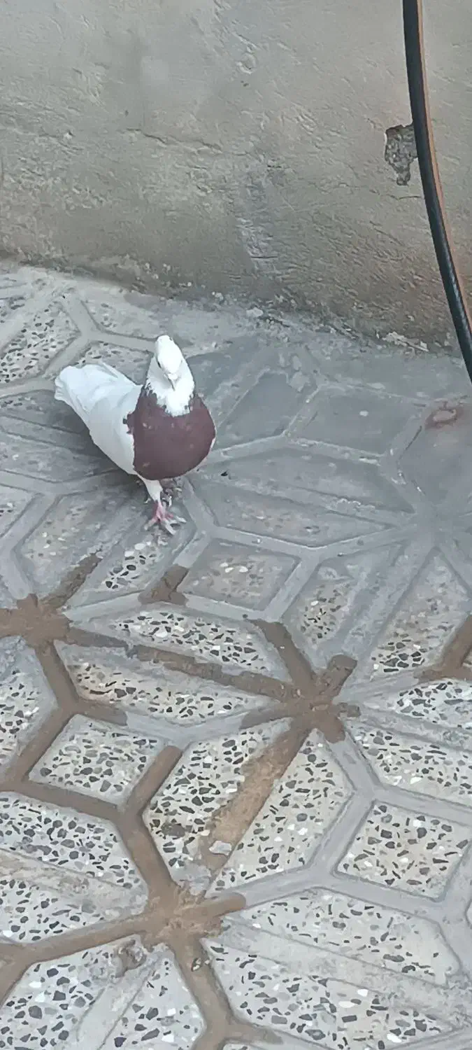 طوق سرخ کبوتر|پرنده|ایلام, |دیوار