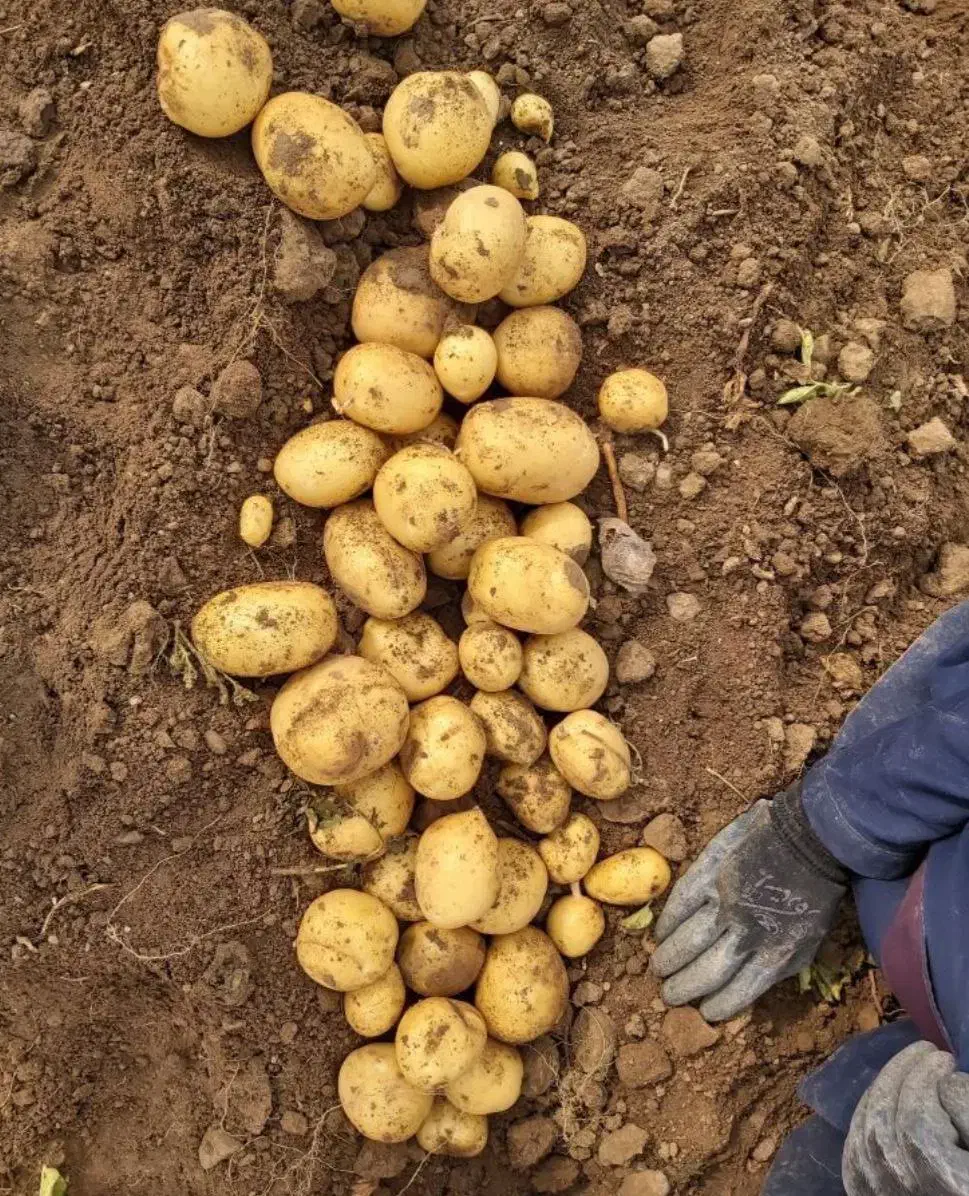 سیب زمینی جلی بذری مدل 402|خدمات باغبانی و درختکاری|گرگان, |دیوار