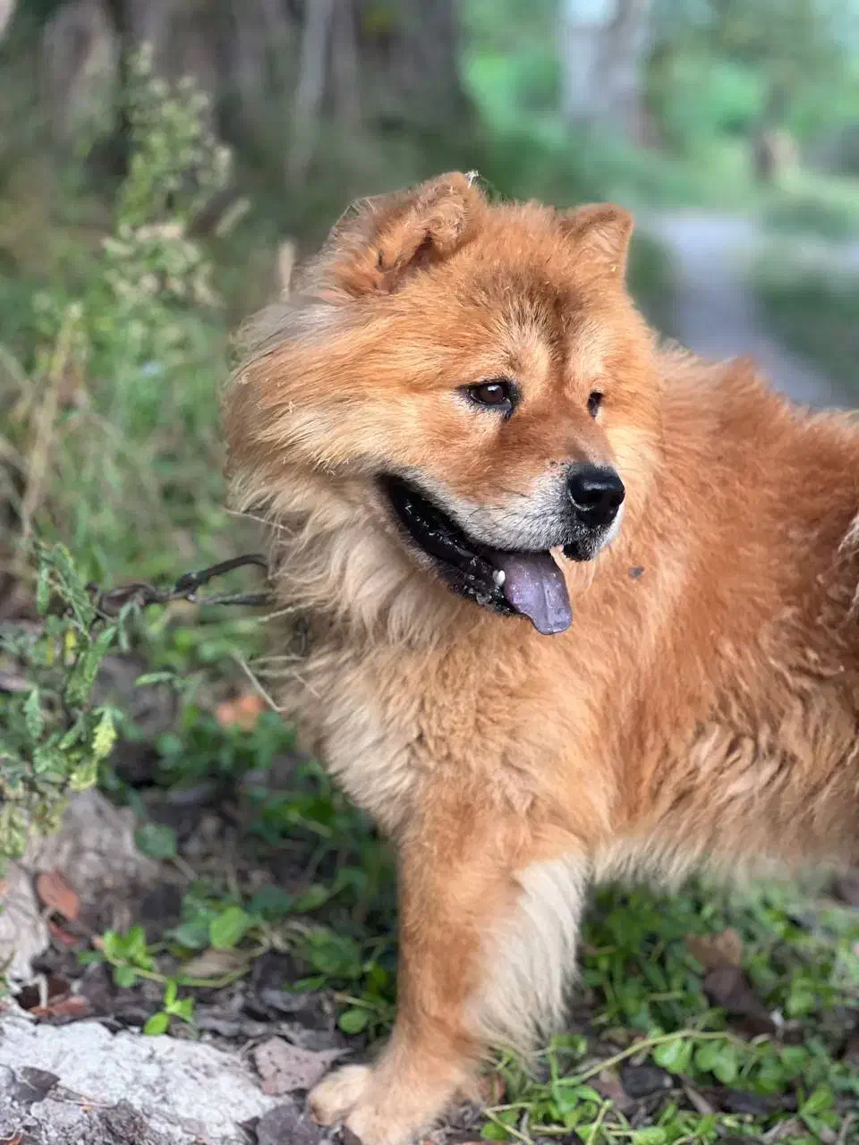 سگ چاو چاو|سگ|کوچصفهان, |دیوار