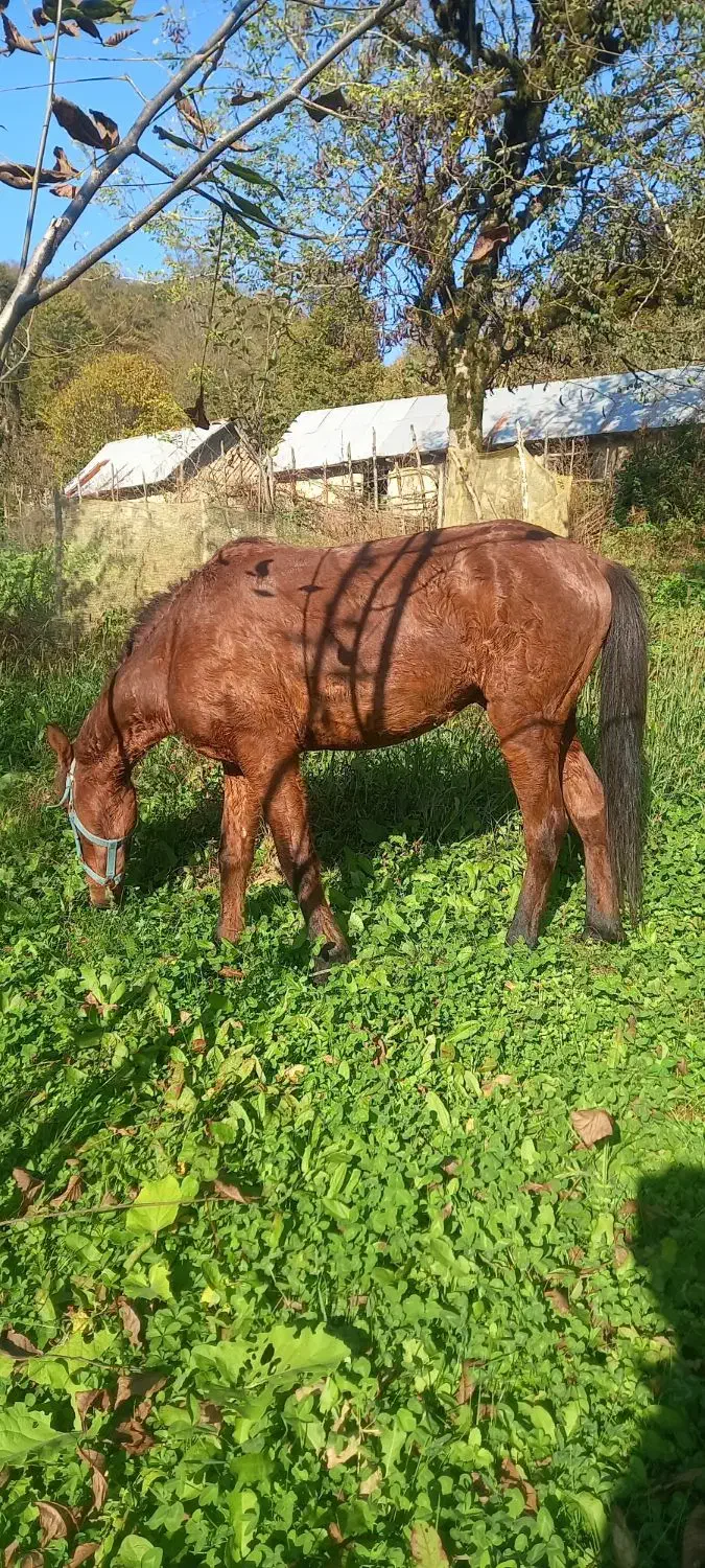 حیوانات مزرعه|اسب و تجهیزات اسبسواری|حویق, |دیوار