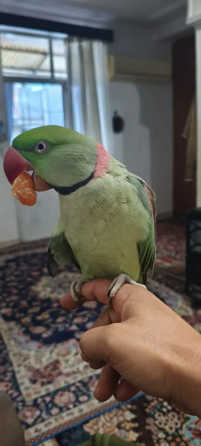 شاه طوطی سخن گو.|پرنده|رشت, پسیخان|دیوار