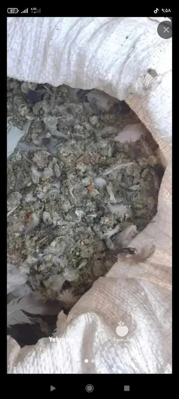 کود کبوتر|گل و گیاه طبیعی|کبودرآهنگ, |دیوار