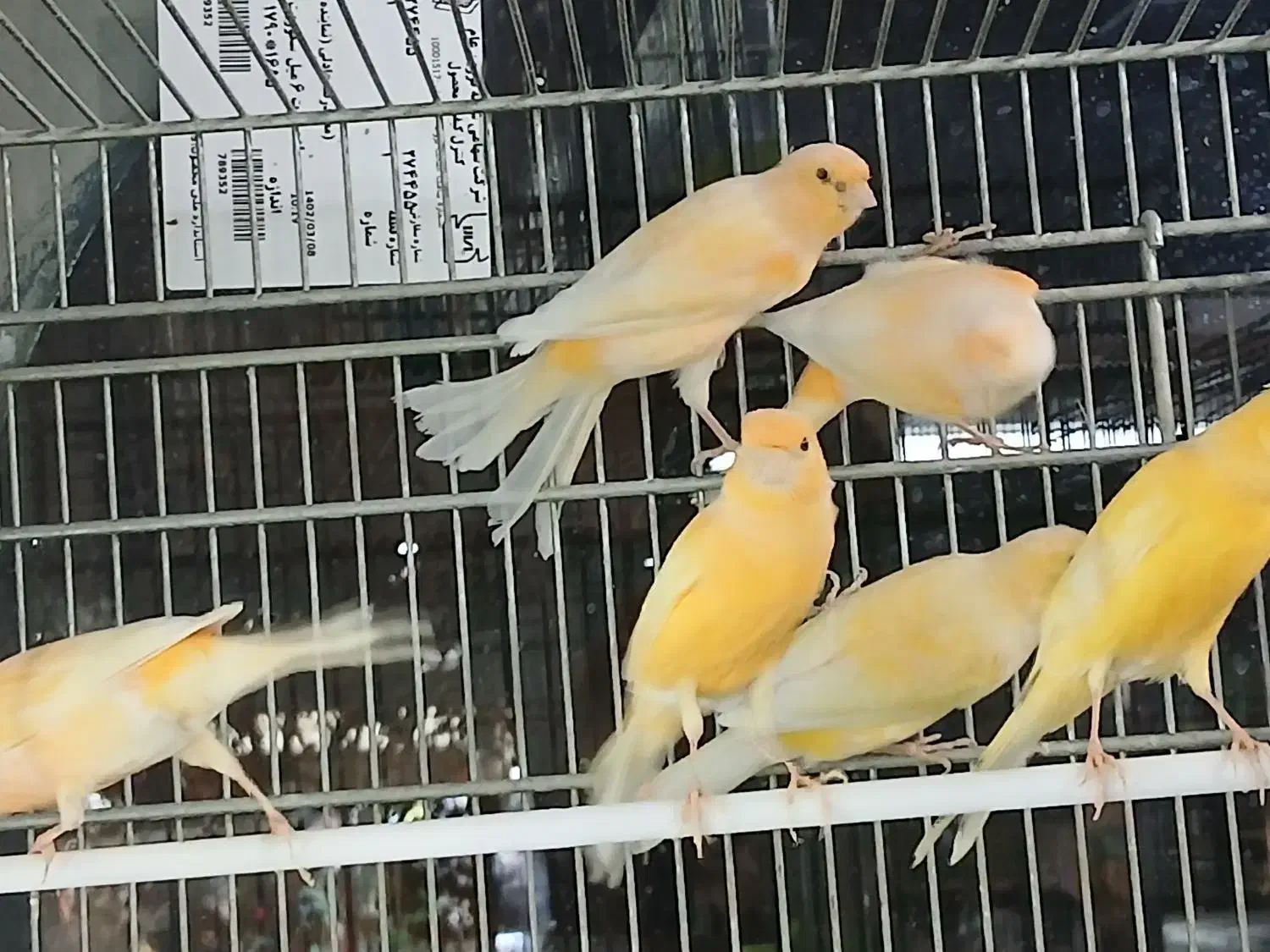 فروش قناری و سهره قناری|پرنده|قزوین, |دیوار