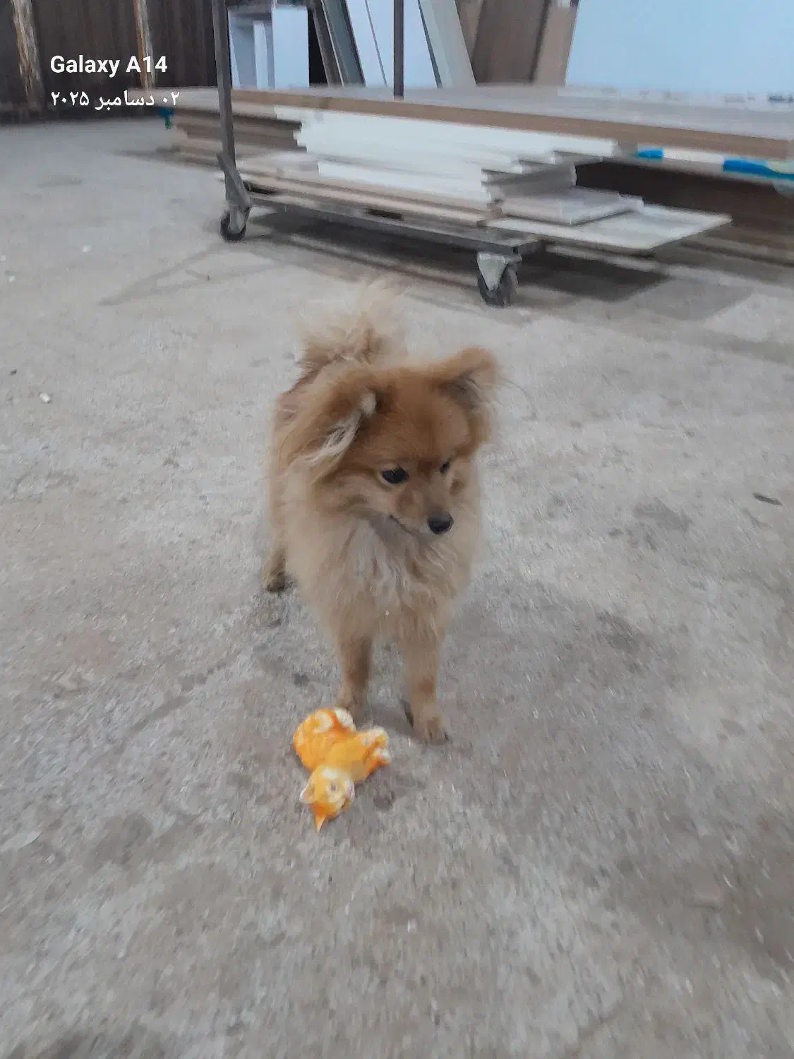 سگ پا کوتاه چهار ماهه به نام تدی|سگ|فردیس, شهرک ناز|دیوار