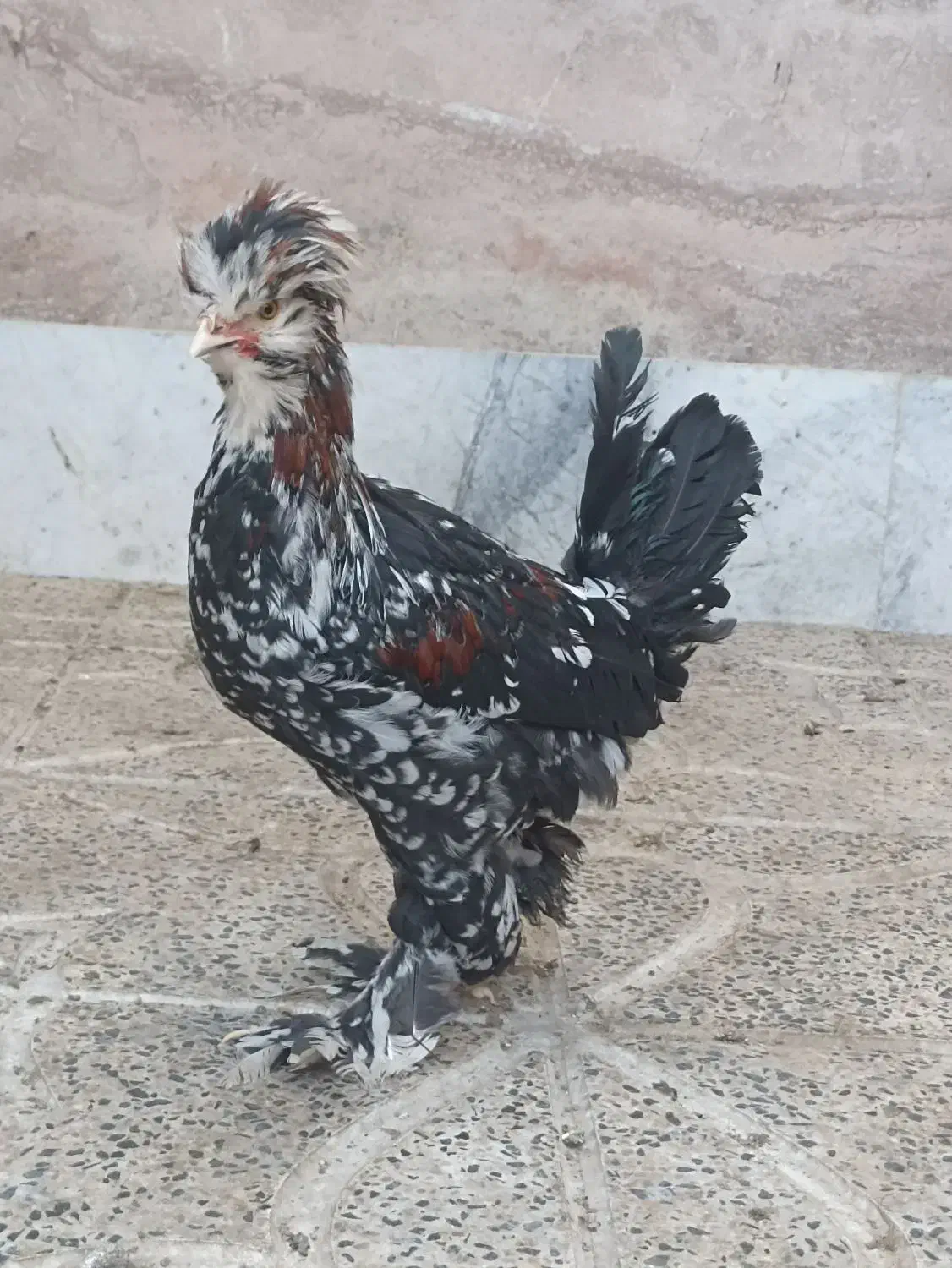 خروس سلطان|حیوانات مزرعه|ماهدشت, |دیوار