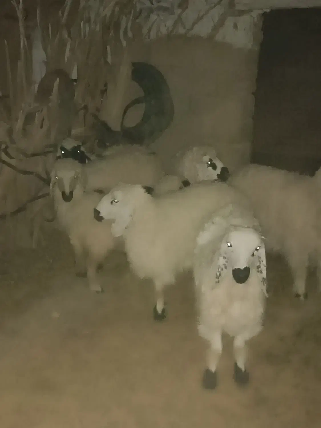 بره ماده|حیوانات مزرعه|ریگ ملک, |دیوار