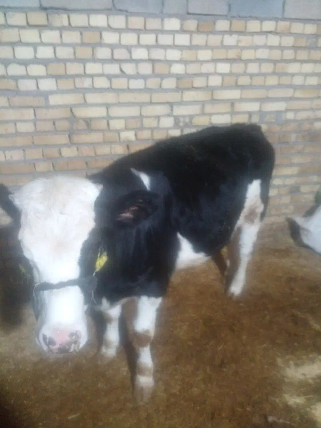 گوساله|حیوانات مزرعه|ماهیدشت, |دیوار