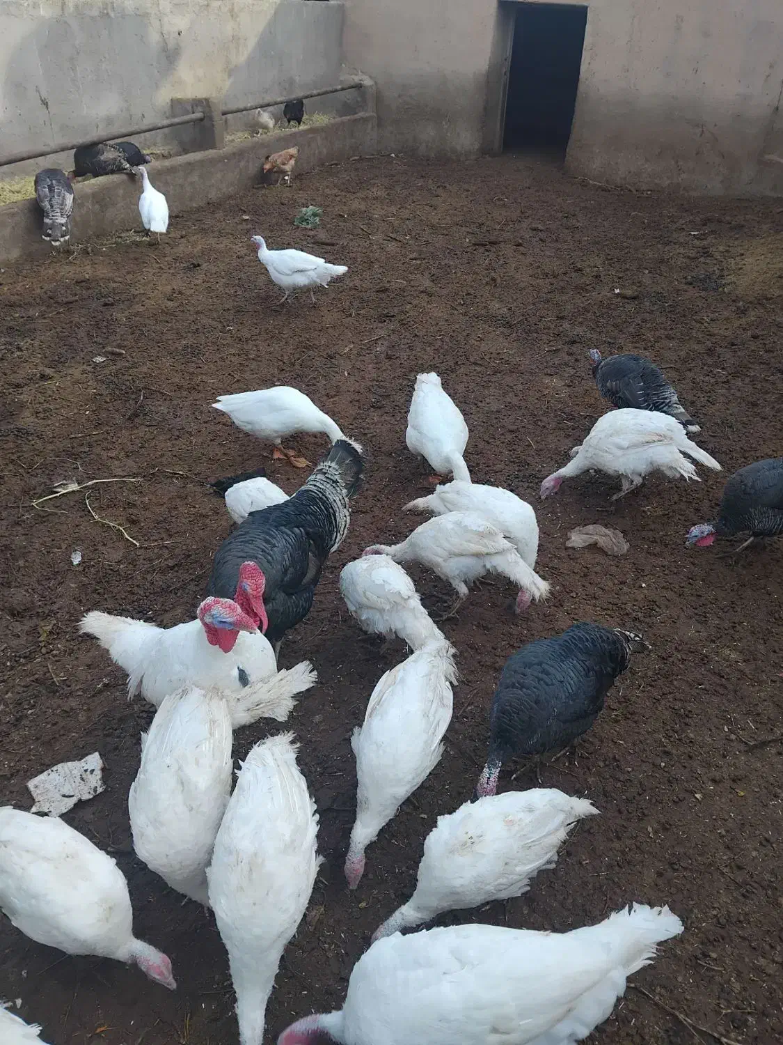 حیوانات مزرعه بوقلمون|حیوانات مزرعه|تاکستان, |دیوار