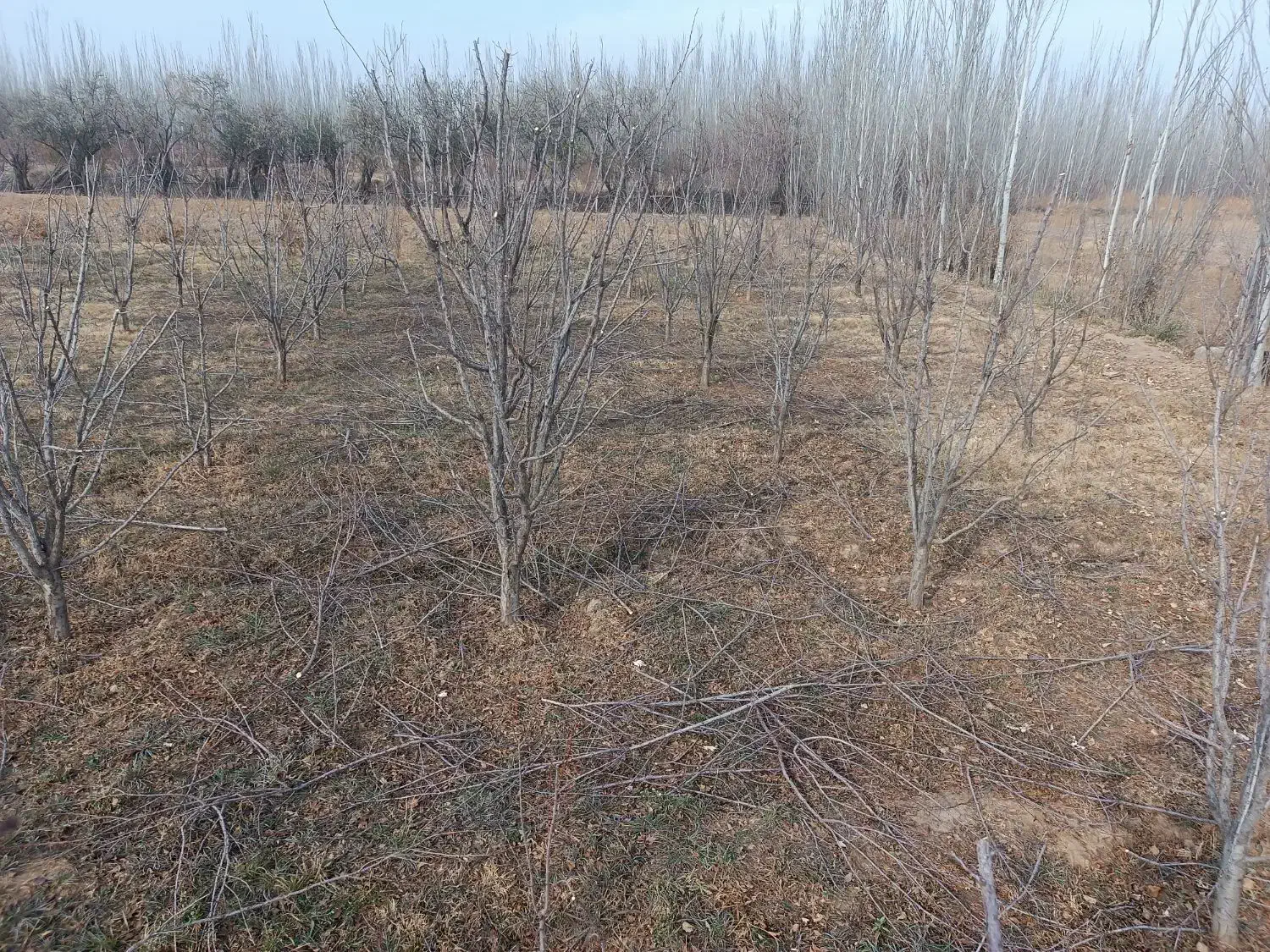 هرس درختان|خدمات باغبانی و درختکاری|چهاربرج, |دیوار