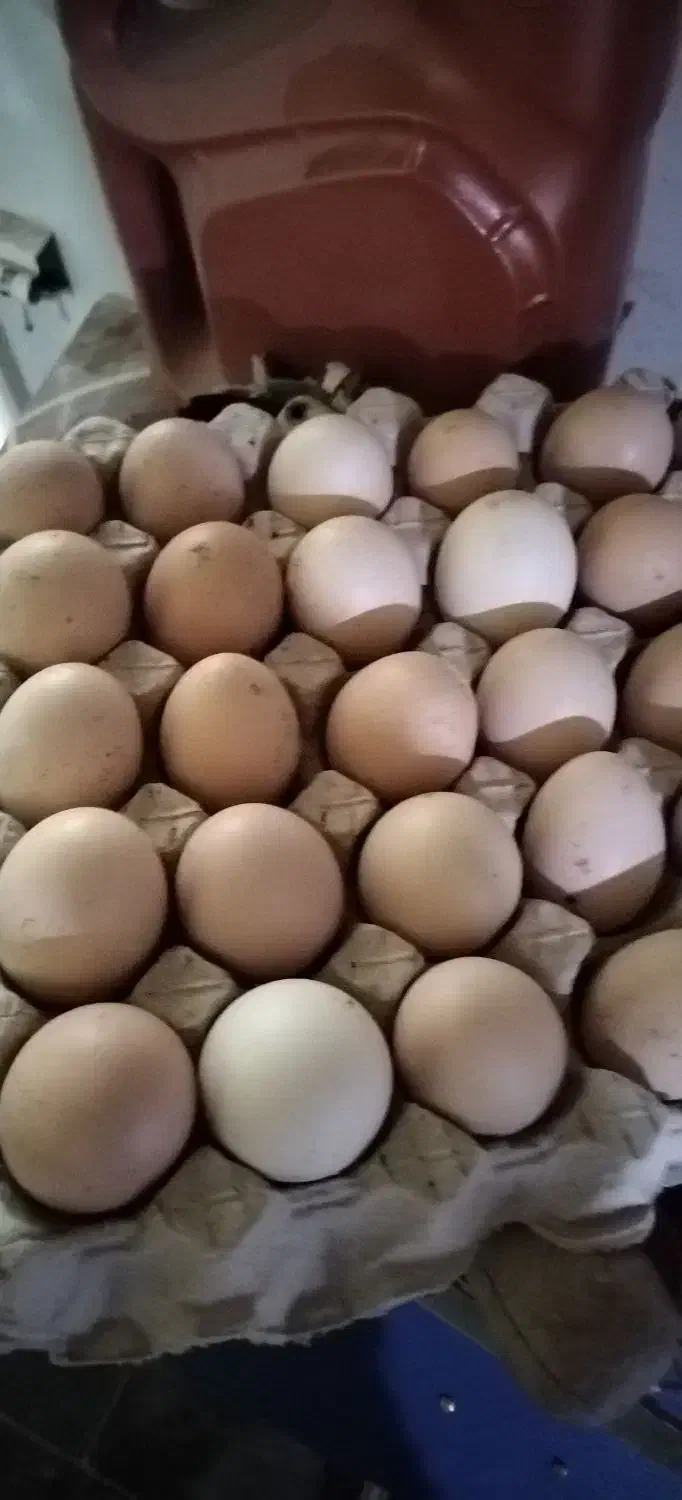 تخم مرغ محلی|خوردنی و آشامیدنی|ارومیه, |دیوار