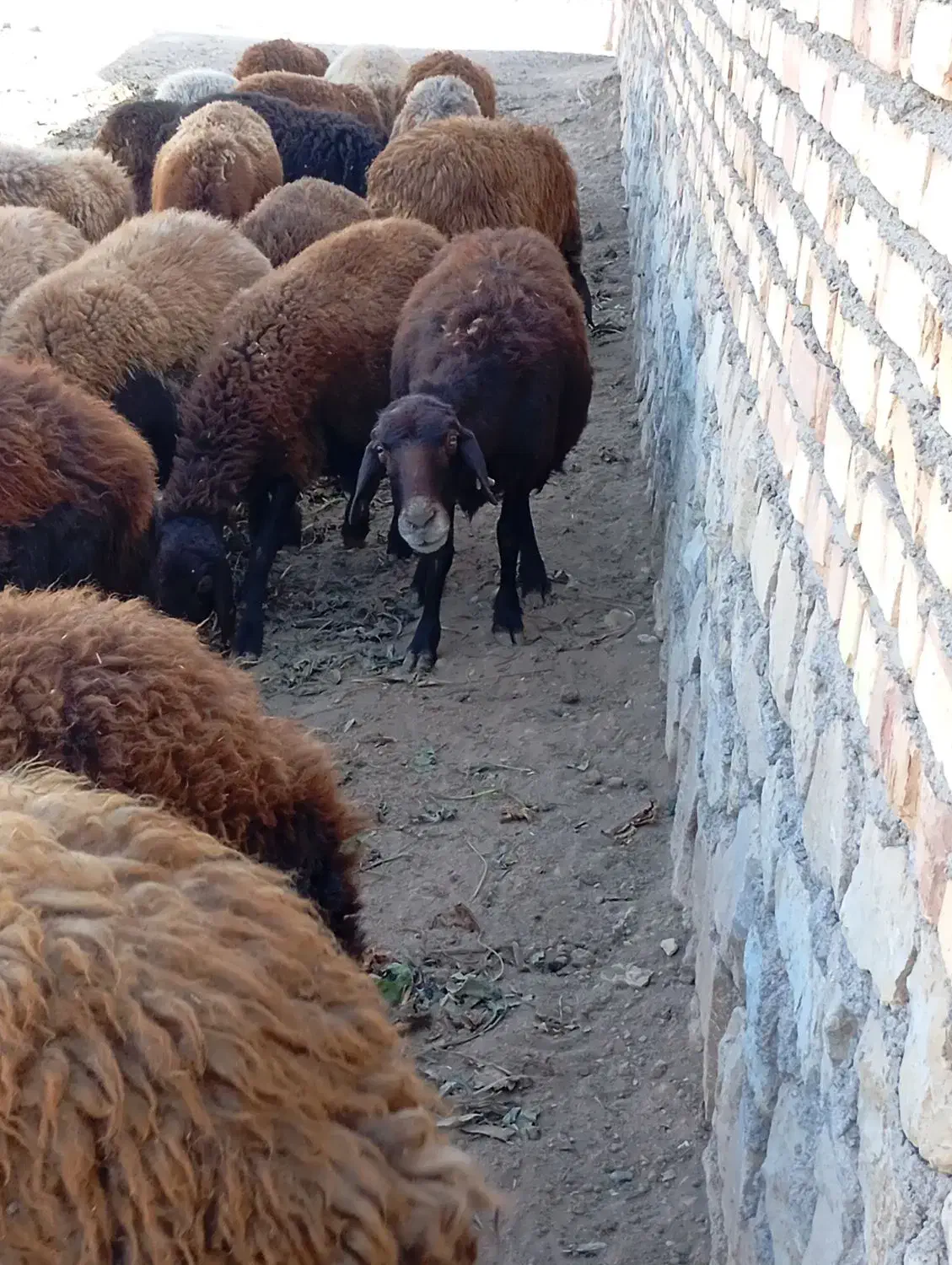 یک گوسفند افشار|حیوانات مزرعه|جوین, |دیوار