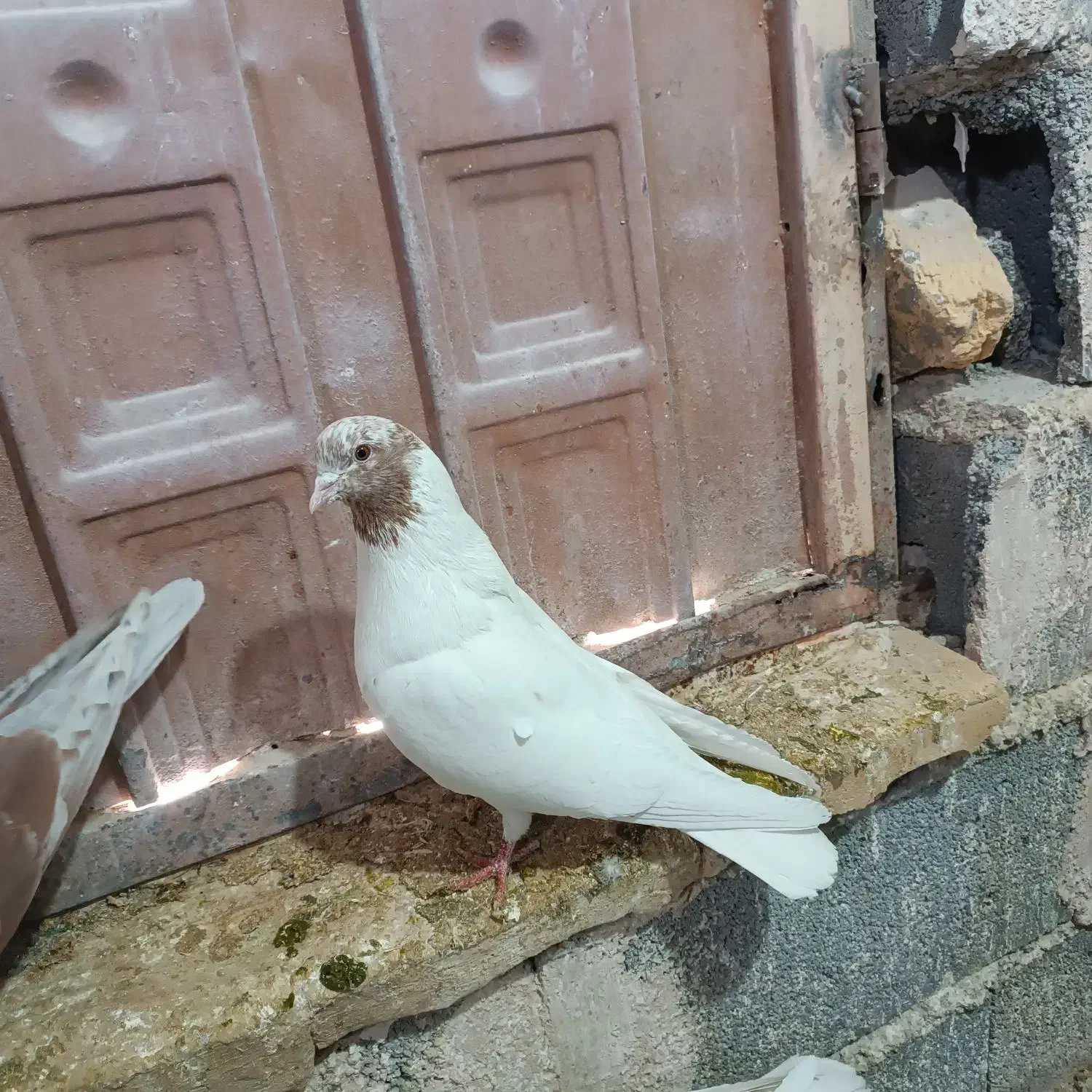 کبوتر ماهرو|پرنده|رزن, |دیوار