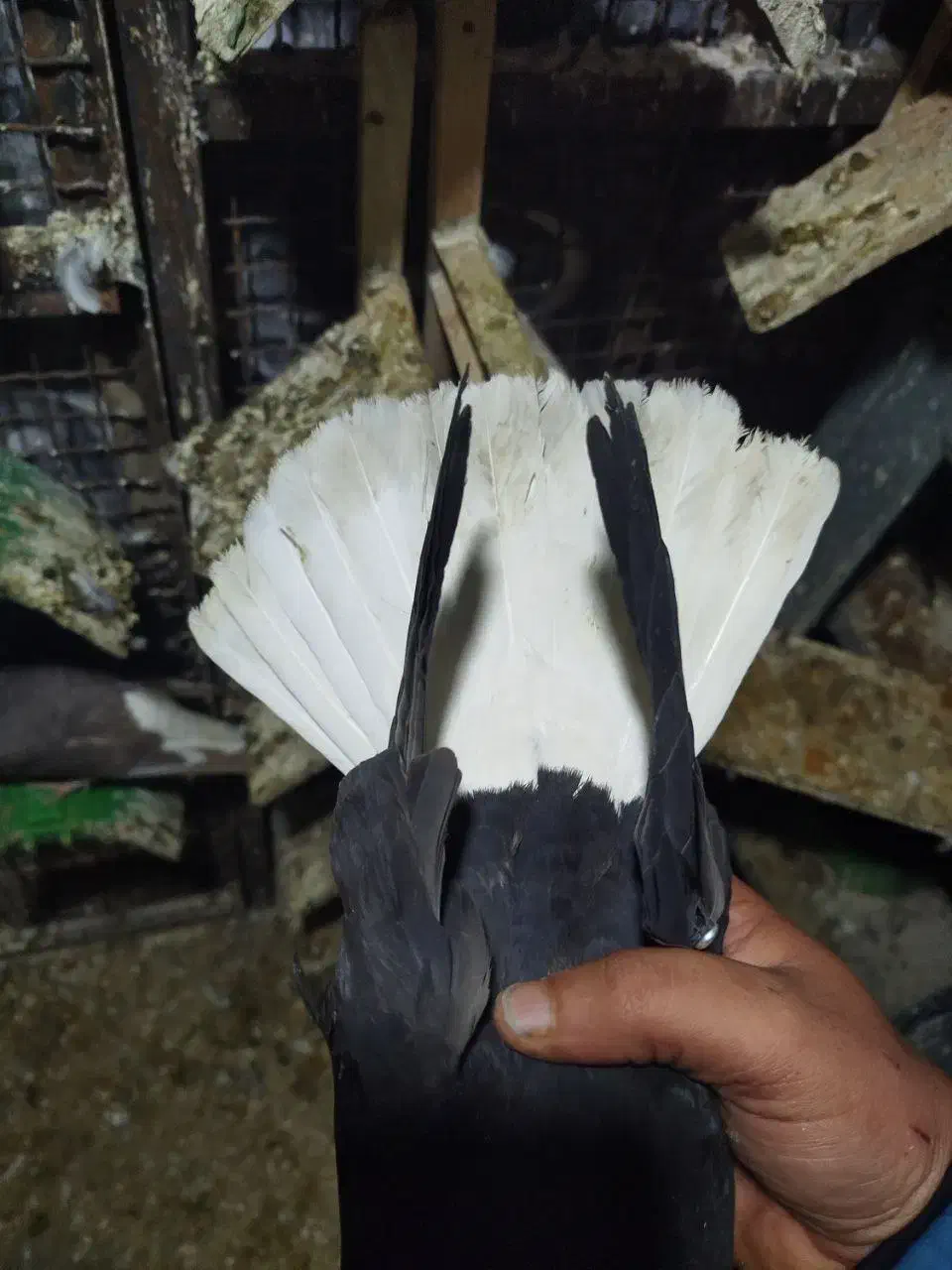 ۲تاکله ای۲تا تهرانی ماده دمسفیدوسور نر|پرنده|خرمآباد, |دیوار