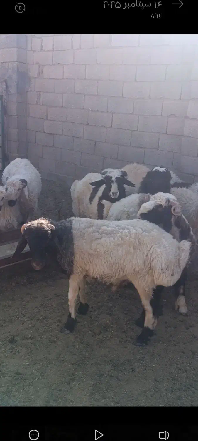 بره و قوچ هترو|حیوانات مزرعه|آباده, |دیوار