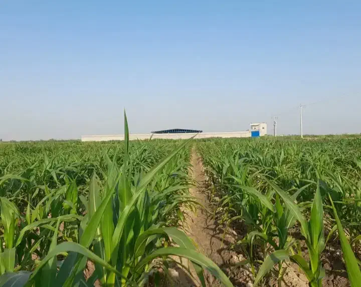 فروش ویا اجاره|اجارهٔ دفتر صنعتی، کشاورزی، تجاری|کرخه, |دیوار