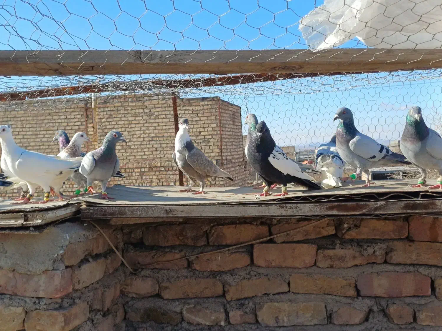 کفتر غریبه|حیوانات|مشهد, عامل|دیوار