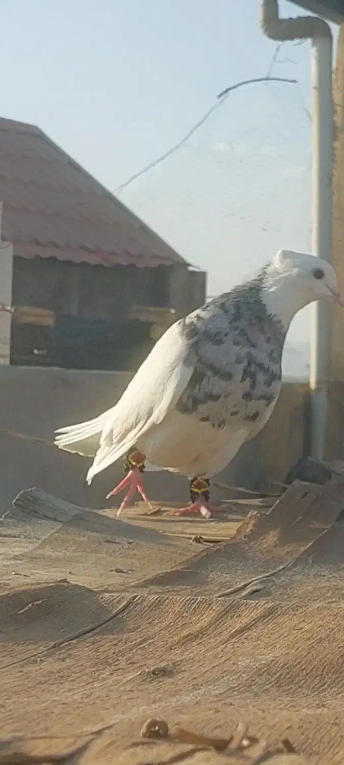 کفتر طوقی ماده|پرنده|فولادشهر, A6|دیوار