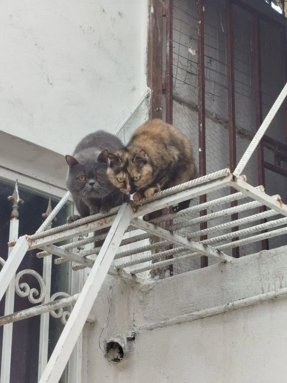 پرشین جفت|گربه|گنبد کاووس, |دیوار