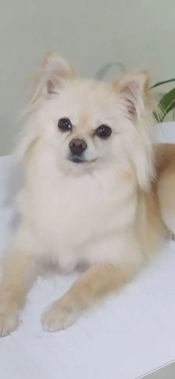 پامرین نرو ماده|سگ|الوند, |دیوار