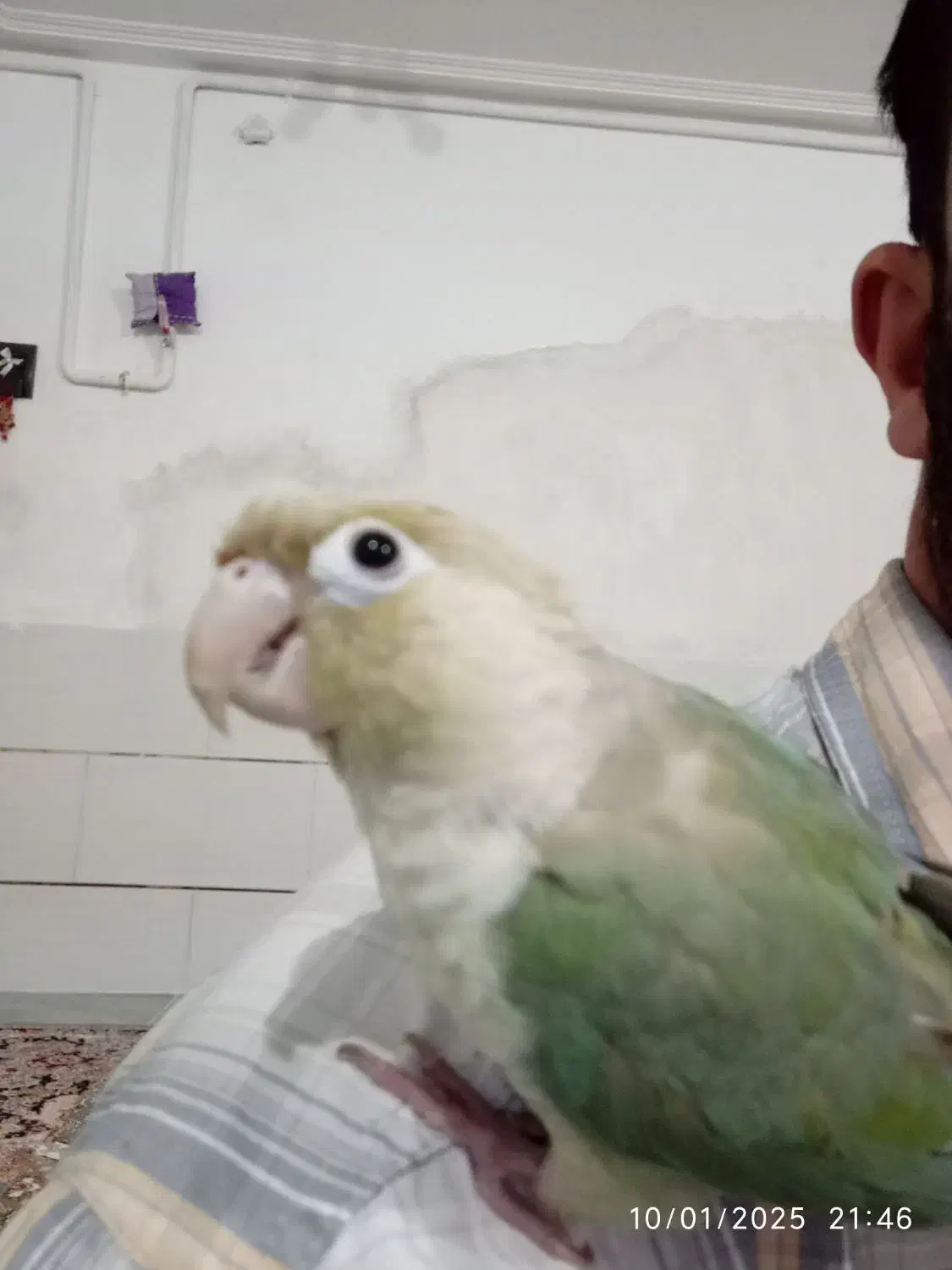 گرینچیک پاین اپل|پرنده|طبس, |دیوار