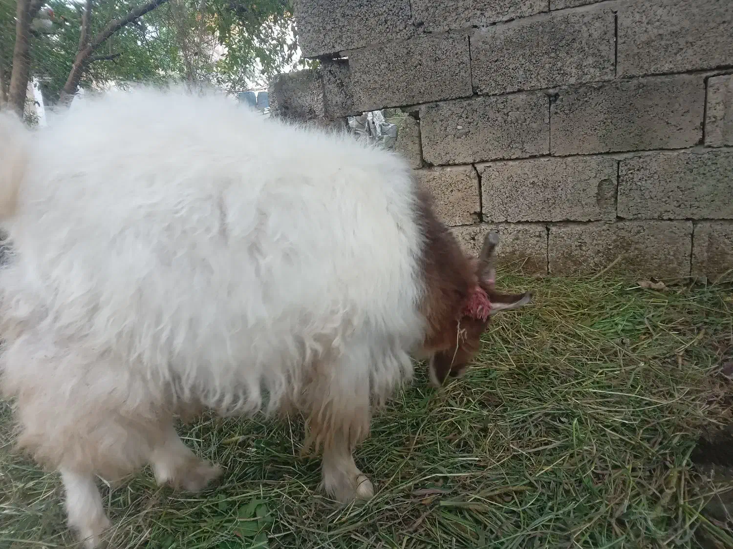 فروش بز نر|حیوانات مزرعه|تولم شهر, |دیوار