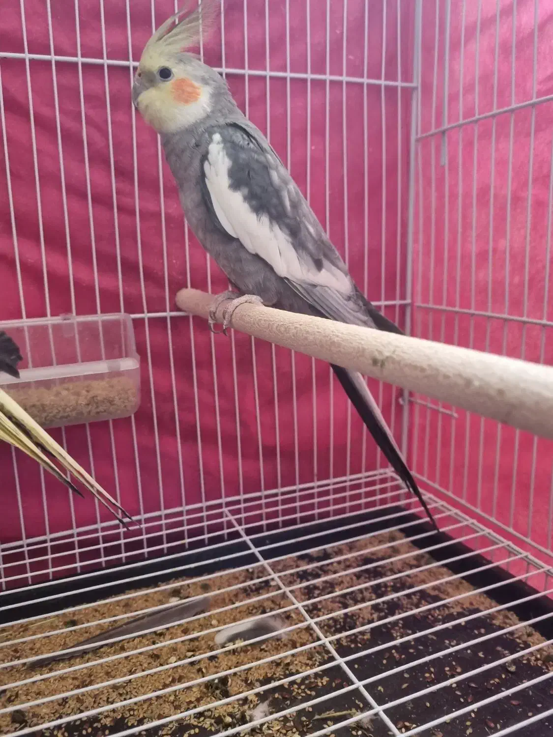 عروس هلندی معاوظه|پرنده|بردسکن, |دیوار