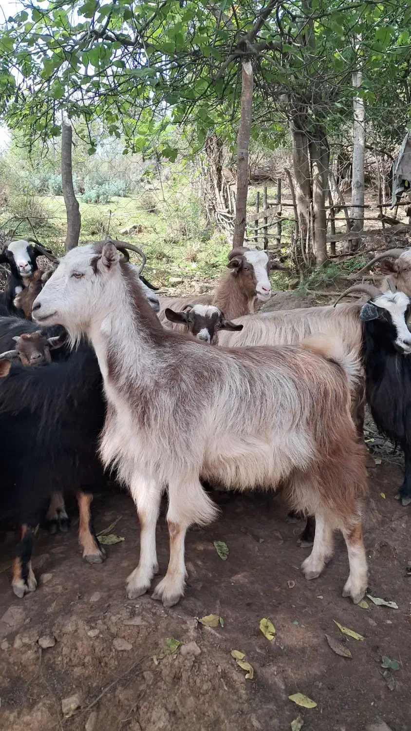 بز جوان ۱ ساله حدود ۴۰ کیلویی گوسفند|حیوانات مزرعه|رشت, بازار|دیوار