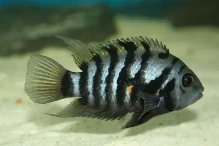 سیچلاید افرا،گورخری،فلاور|ماهی|مشهد, الهیه|دیوار