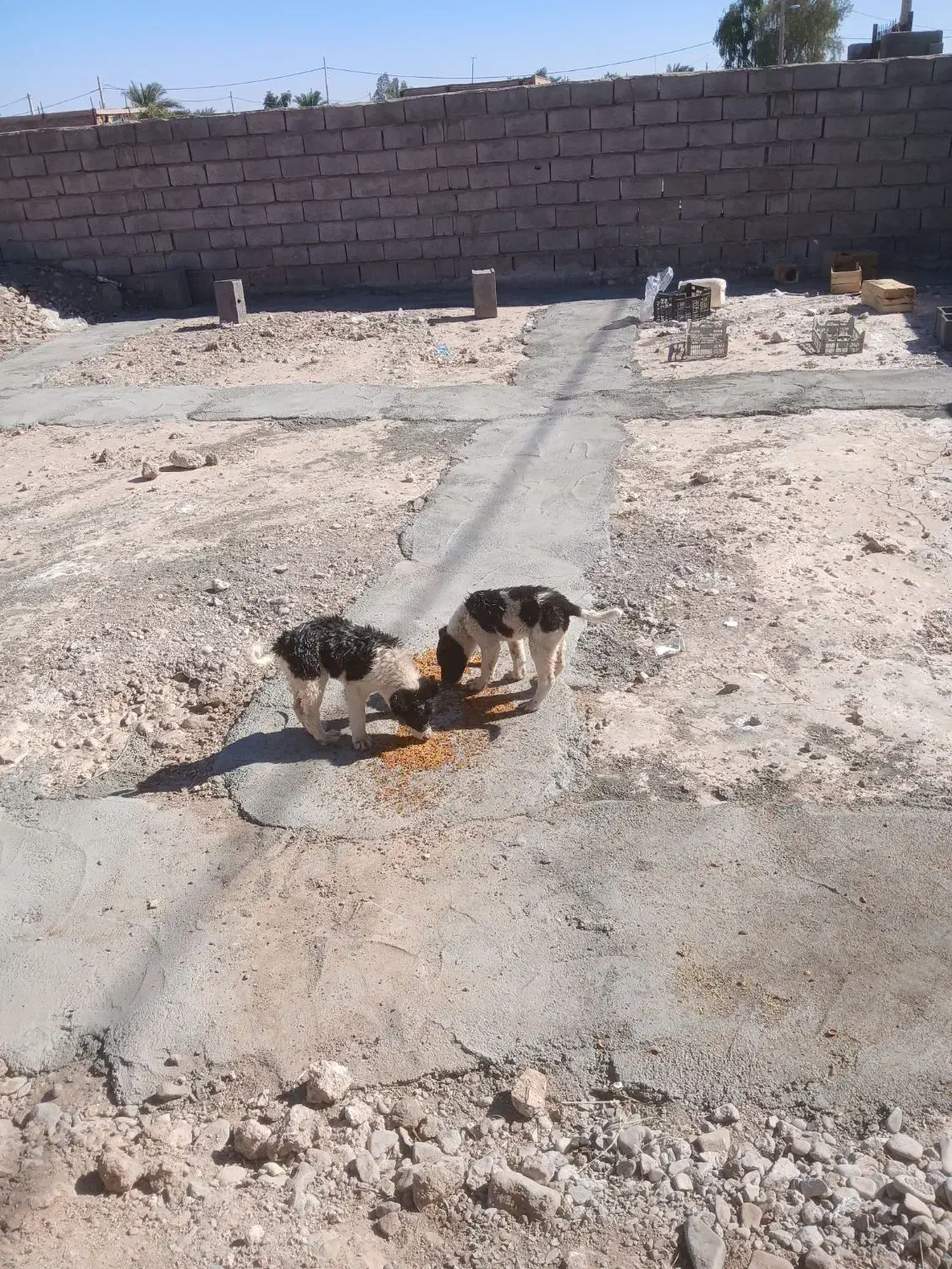 طوله نر قدر جونی|سگ|بم, |دیوار