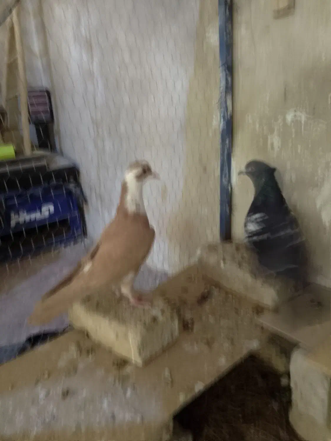 کفتر|پرنده|گلبهار, شهر جدید گلبهار|دیوار