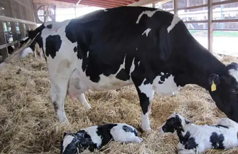 شراکت واسه گاو گوساله با بالاترین سود امروز|حیوانات مزرعه|تاکستان, |دیوار