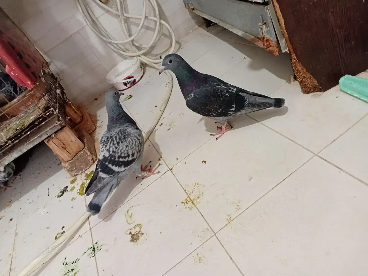 جوجه هیچ پر|پرنده|اهواز, طالقانی|دیوار