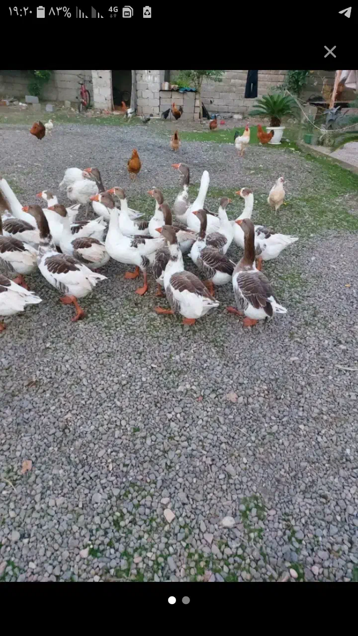 غاز محلی|حیوانات مزرعه|پره‌سر, |دیوار