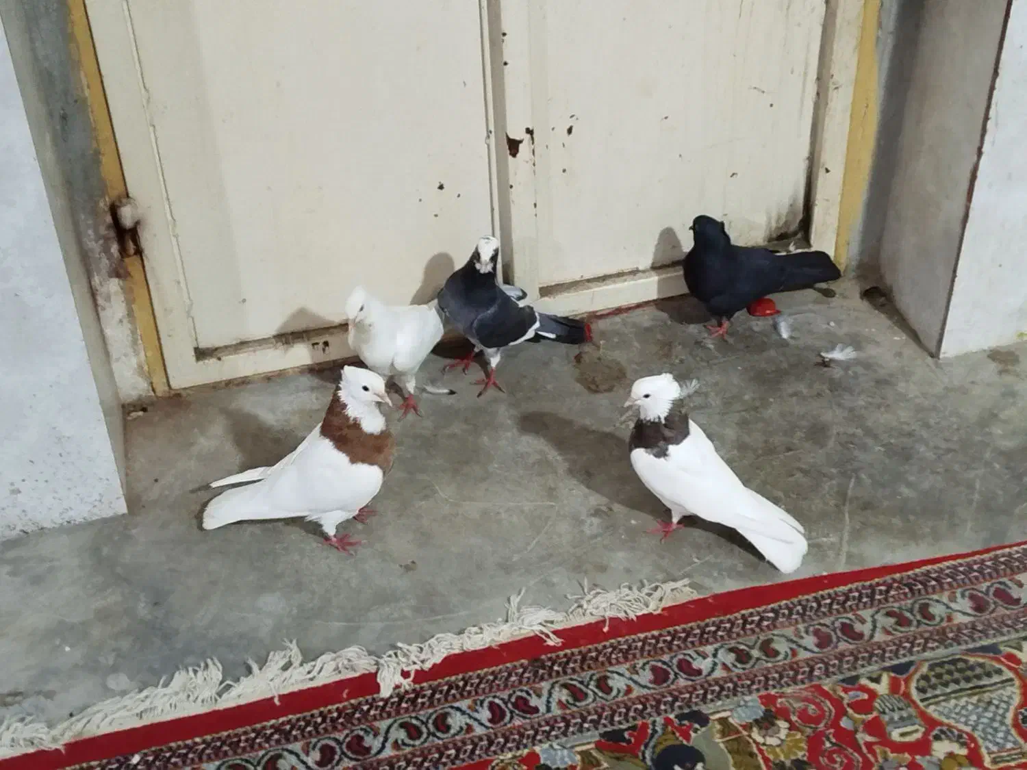 کبوتر|پرنده|آبپخش, |دیوار