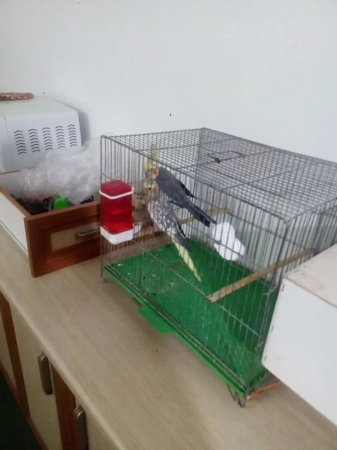 یک جفت عروس مولد بشرط تخم|پرنده|خمین, |دیوار