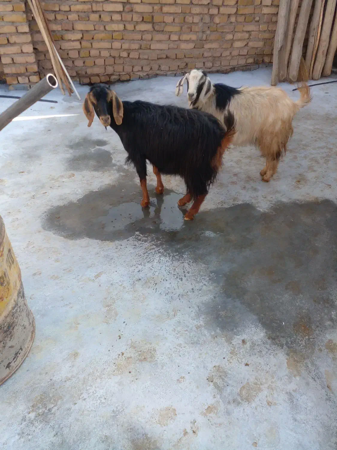 فروش میش جوان|حیوانات مزرعه|قیدار, |دیوار