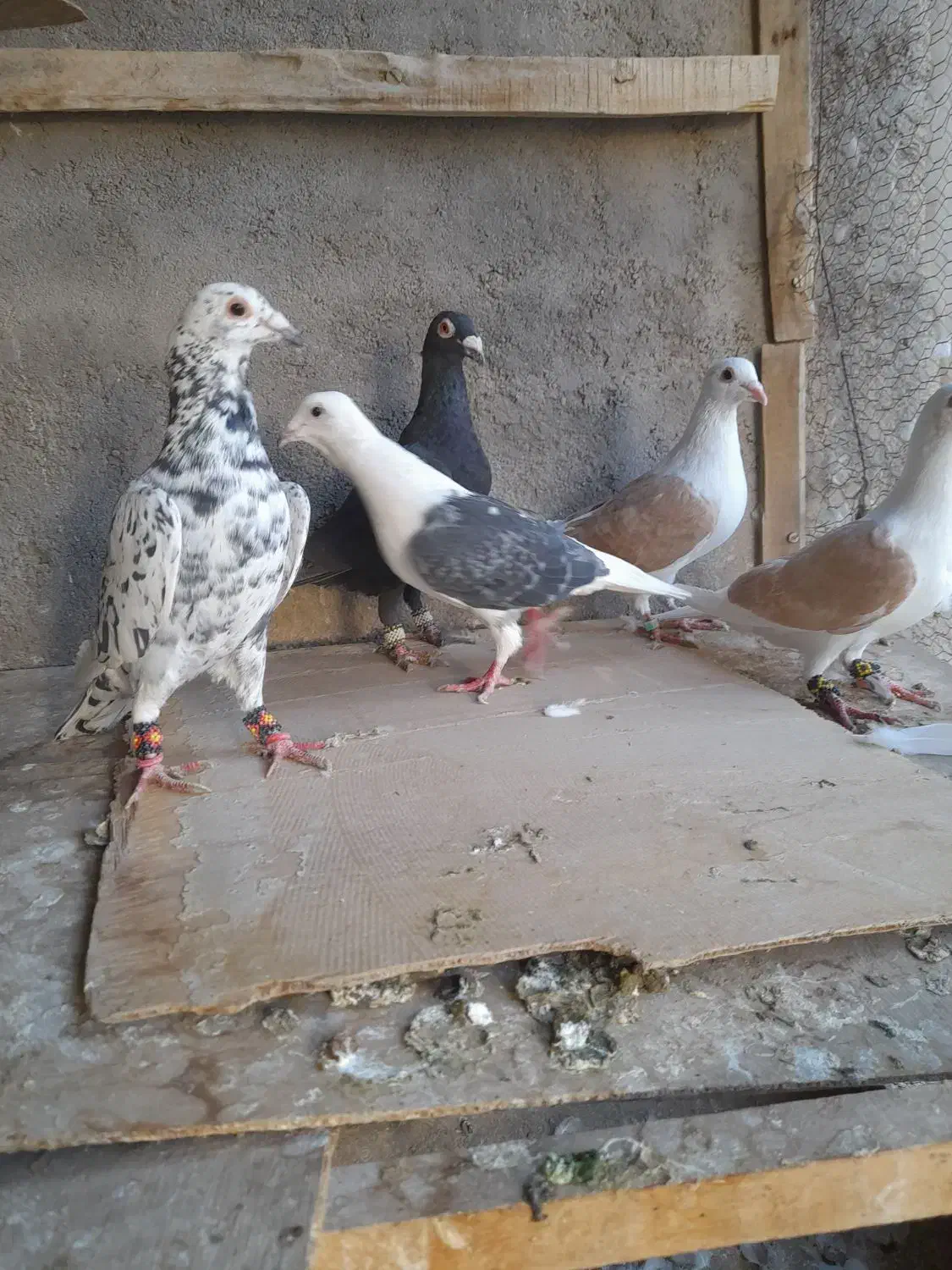 پشت گراف زرد پشت سیاه سرور زاغ|پرنده|تربت جام, یحیی آباد|دیوار