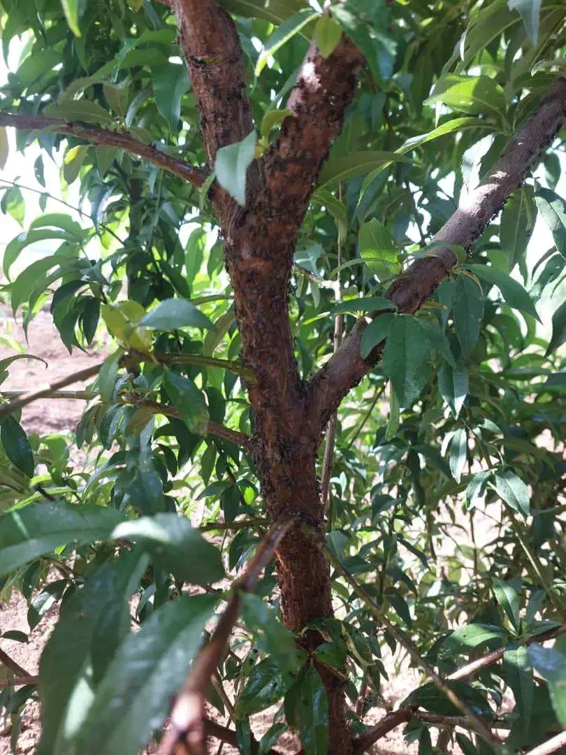 ۱۰۳ متر زمین الهیه ، قلعهکهنه پشت کارواش مرسدس|فروش زمین و ملک کلنگی|کرمانشاه, |دیوار